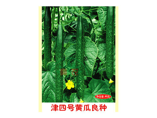 津四號黃瓜良種 津四號黃瓜良種