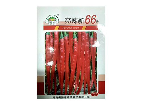 亮辣新66 亮辣新66